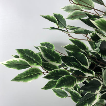 Tall Variegated White/Green Bushy Ficus Tree (130cm )