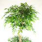 Artificial Twisted Trunk Fruticosa Ficus Tree (180cm)