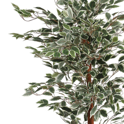 Artificial Ficus with Natural Variegated Leaves (160cm)
